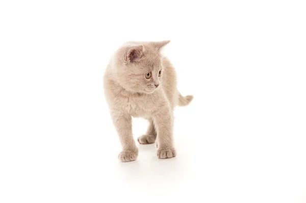 Британский котенок на полу — стоковое фото
