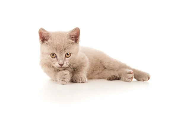 Βρετανική γατάκι που κείνται επί του δαπέδου που απομονώνονται — Φωτογραφία Αρχείου