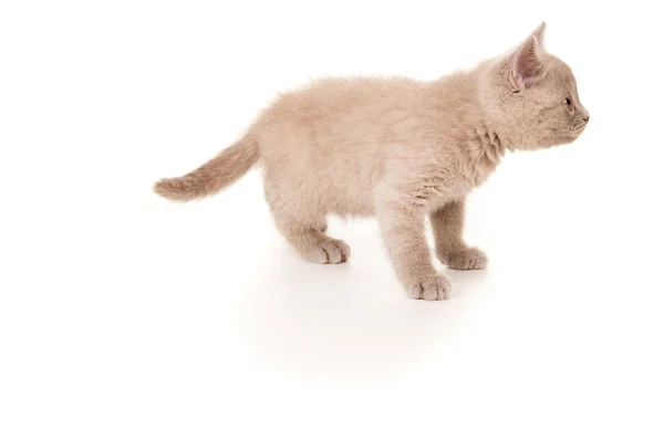 Britisches Kätzchen steht und sieht aus — Stockfoto