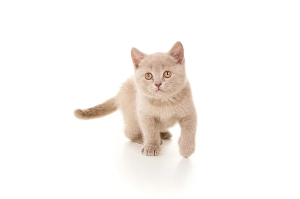 British little beautiful smoke gray kitten — Stock Photo, Image