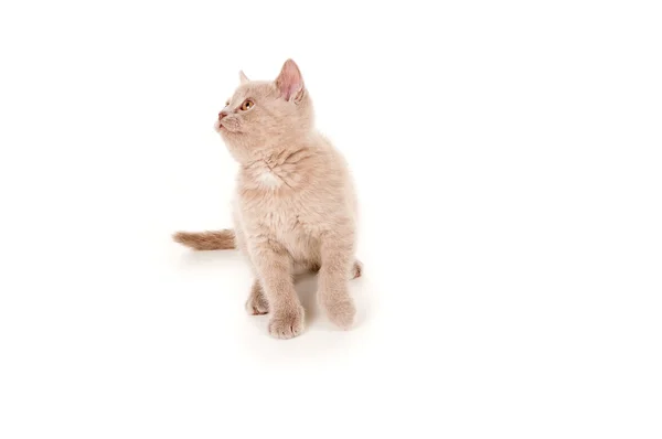 İngiliz soyu kitty — Stok fotoğraf