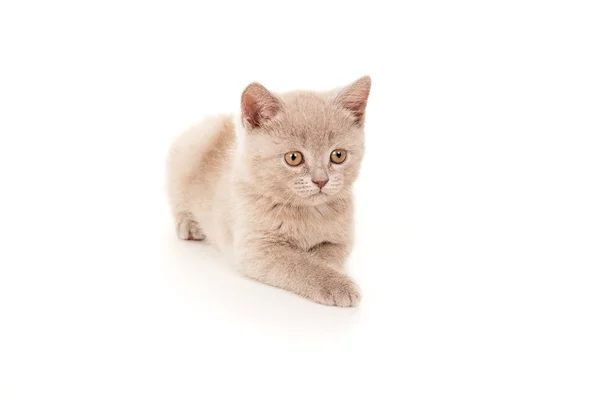 British pedigreed cat lying isolated — Stock Photo, Image