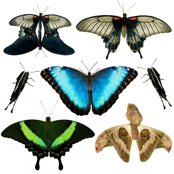 Colección de diferentes mariposas — Foto de Stock