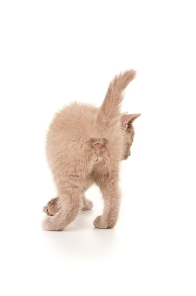 Gatinho é espólio para a câmera — Fotografia de Stock