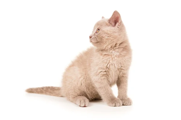 Pequeno britânico gatinho sentado fumaça cinza — Fotografia de Stock