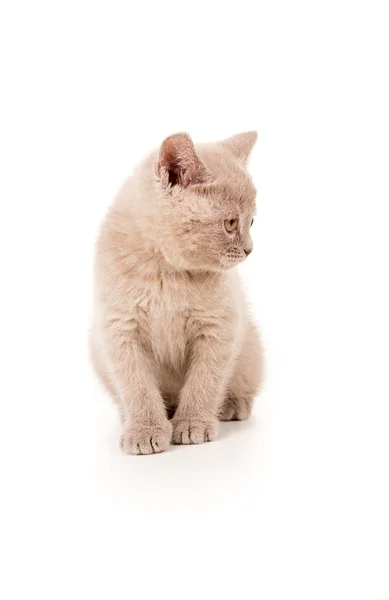 Little british kitten sitting — Stock Photo, Image