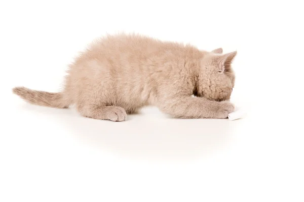 Pequeño británico gatito jugando — Foto de Stock