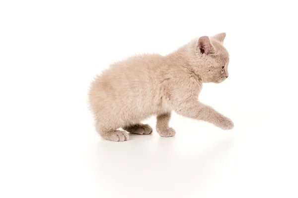 Pequeno gatinho britânico cor fumegante — Fotografia de Stock