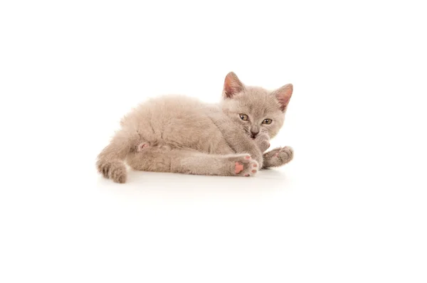 Küçük kedi yerde yatıyor iken onun pençe yalama — Stok fotoğraf