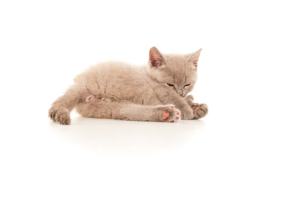 Μικρό γατάκι ξαπλωμένο στο πάτωμα — Φωτογραφία Αρχείου