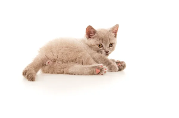 Kleines Kätzchen liegt isoliert auf dem Boden — Stockfoto