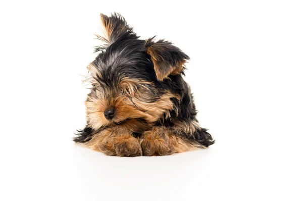 Kleiner yorkshire terrier — Stockfoto
