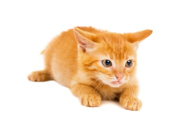 Kırmızı kedi korkmuş görünüyor