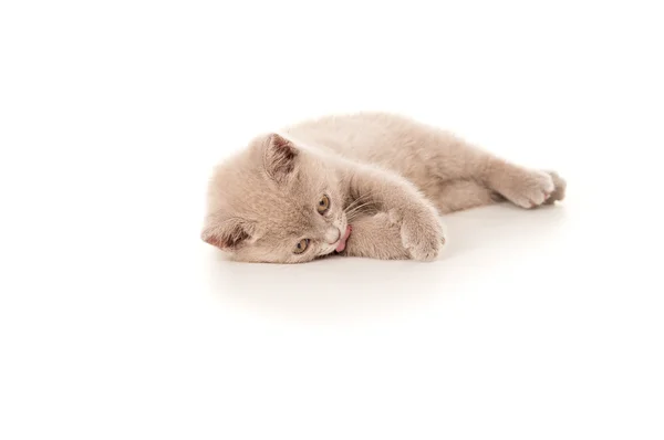 Mascota pequeño joven gatito —  Fotos de Stock