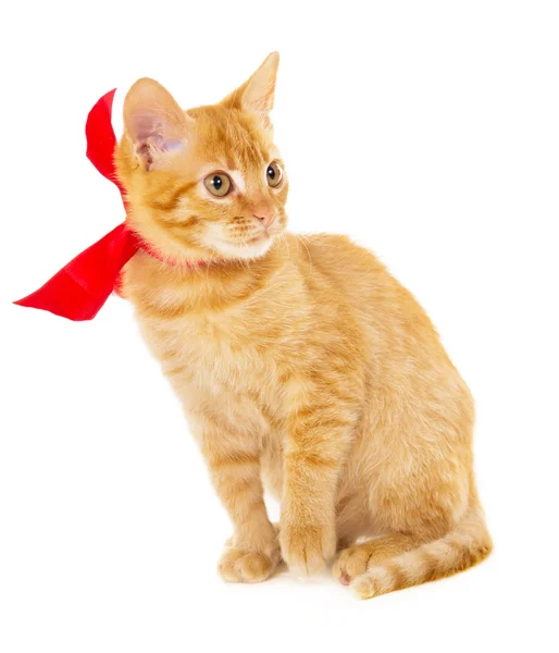 Red cat is sitting on the floor in the red ribbon — Stock Photo, Image