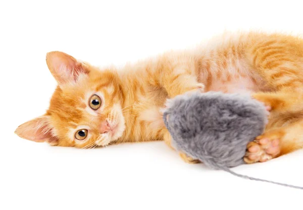 Gato rojo juega con un juguete — Foto de Stock