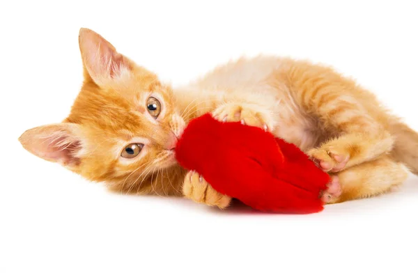 Red cat plays with a heart — Stock Photo, Image