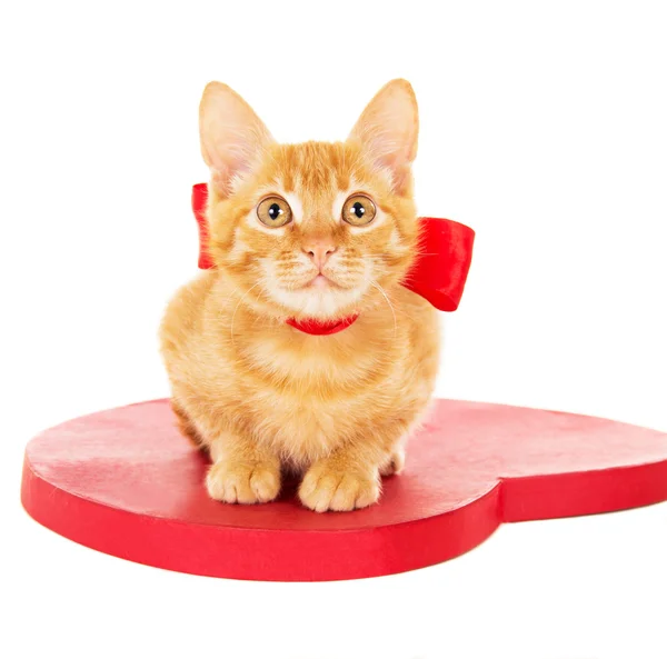 Рыжий котенок, сидящий на сердце — стоковое фото