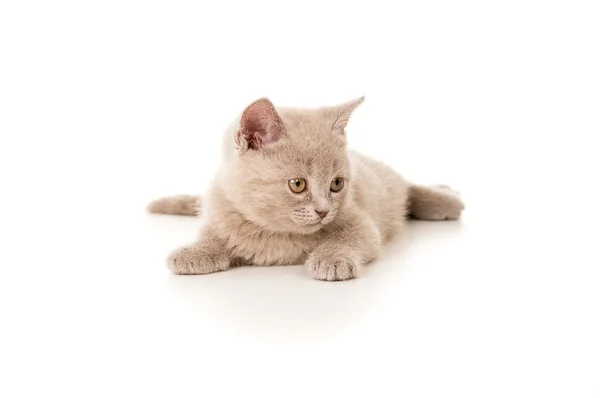 横になっている小さな英国子猫 — ストック写真