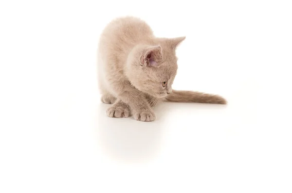 Küçük genç yavru kedi — Stok fotoğraf