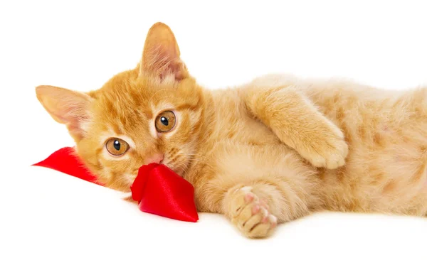 Jovem gato ruivo encontra-se no chão na fita vermelha — Fotografia de Stock