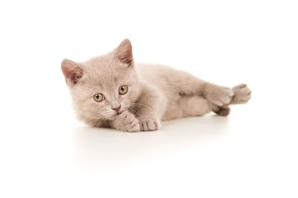 Genç İngiliz yavru kedi — Stok fotoğraf