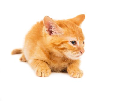 Kırmızı kedi yavrusu yalanlar memnun