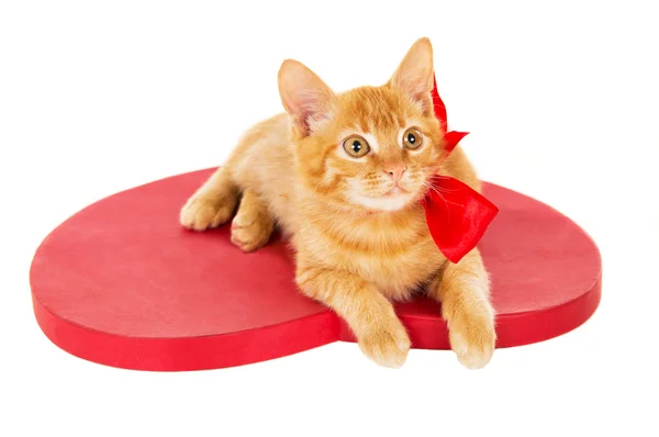 Beautiful redhead kitten with ribbon sitting on the heart — Stock Photo, Image