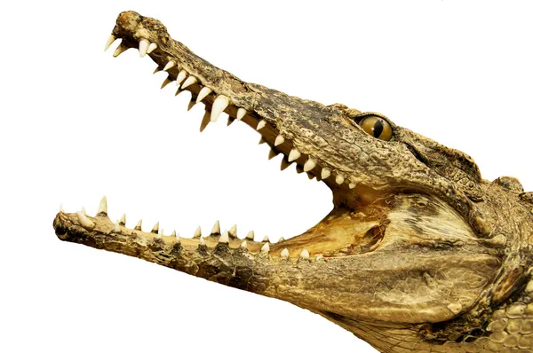 Crocodile with an open mouth — Stock Photo, Image