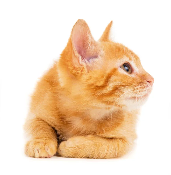 Gatinho vermelho olha para o lado — Fotografia de Stock