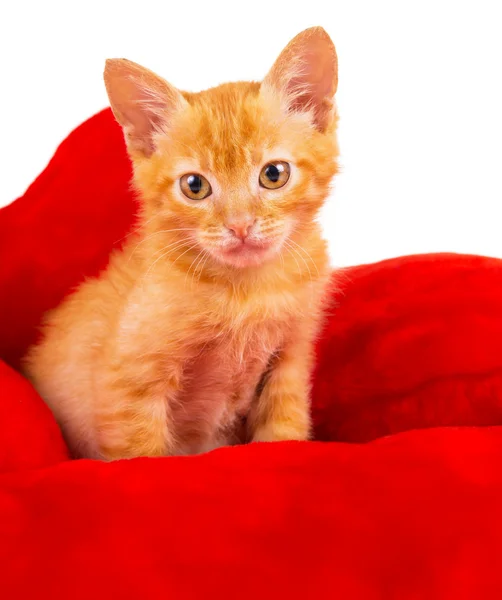 Kırmızı kedi yavrusu bir yastık konuyor — Stok fotoğraf