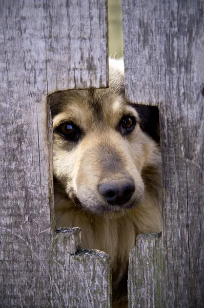 The dog in the village behind the fence — Stock Photo, Image