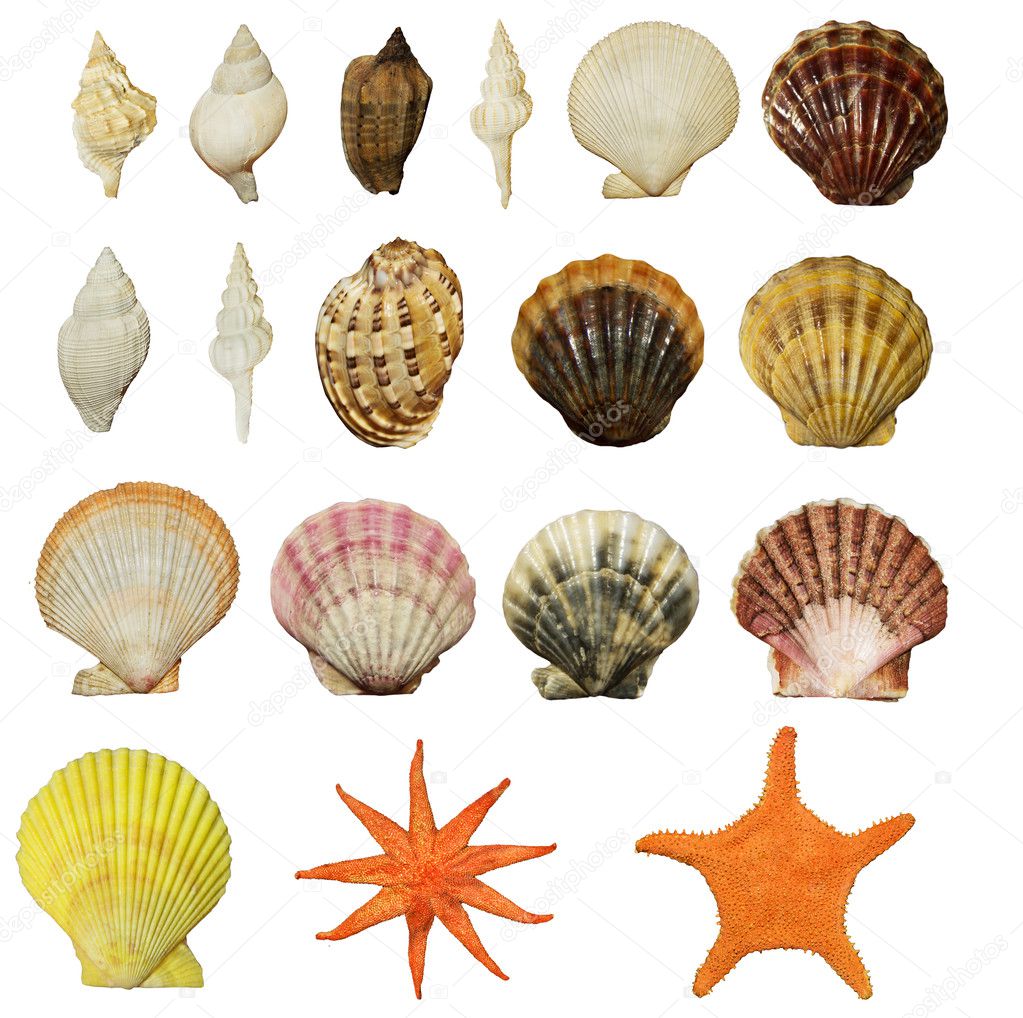 set of beautiful shells of molluscs