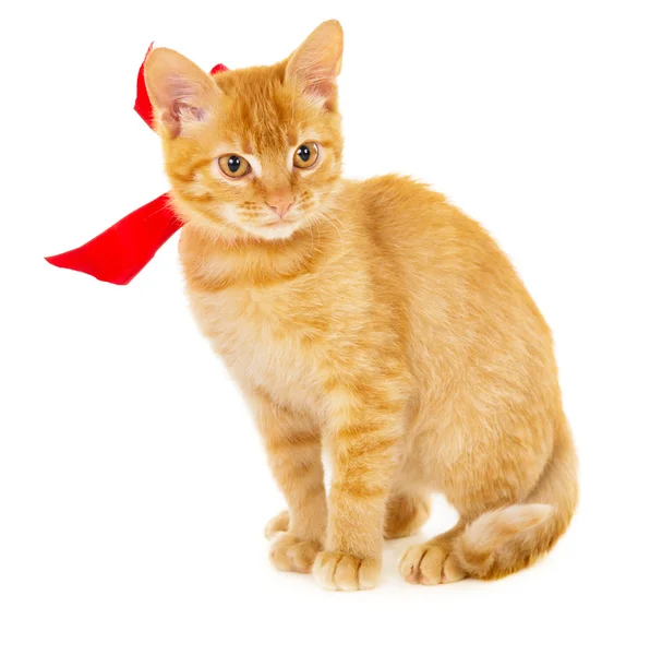 Kırmızı kedi şerit ile katta oturuyor — Stok fotoğraf