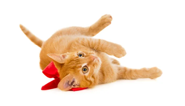 Рыжая кошка лежит на полу с лентой — стоковое фото