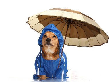 yağmur köpek