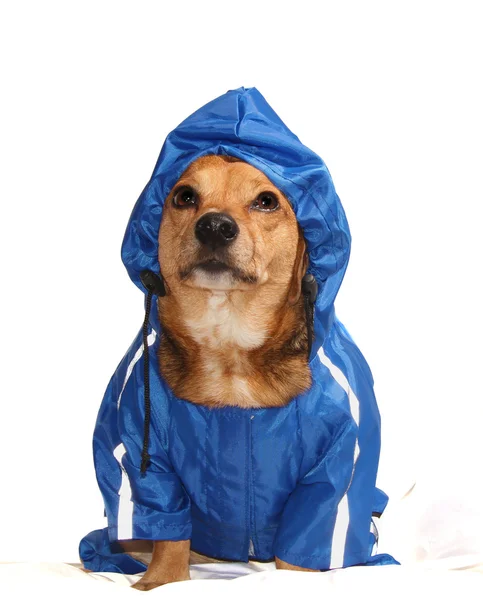 Regn hund — Stockfoto