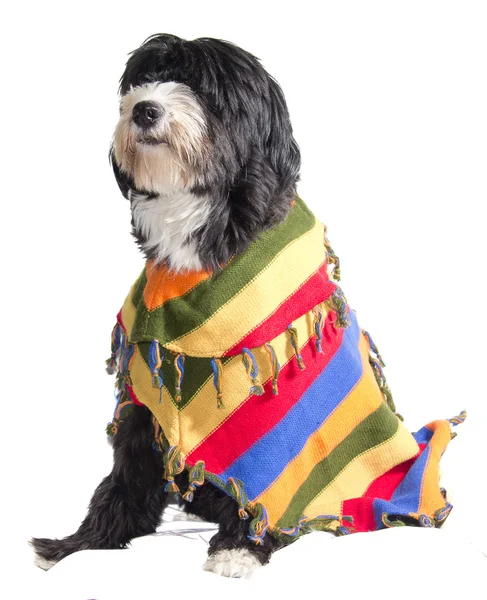 Mexican dog — Stock Photo, Image