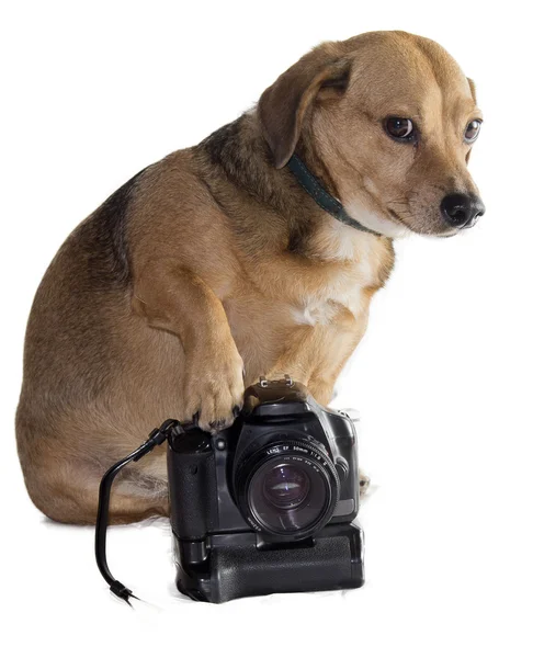 Dog and camera — Stock Photo, Image