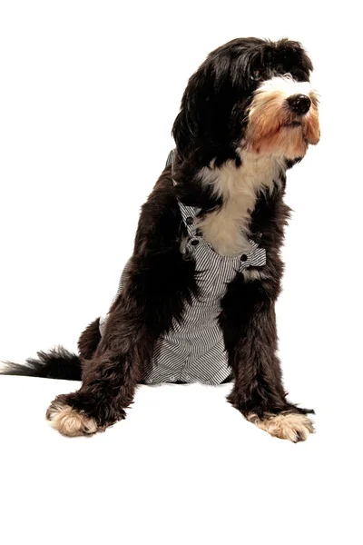 Salopette dog — Stock Photo, Image