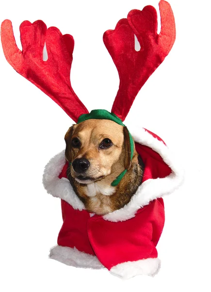 Weihnachtsmann-Hund — Stockfoto