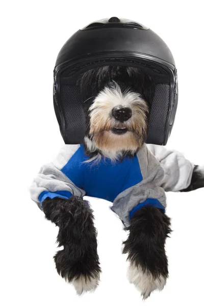 Race driver dog — Stock Photo, Image