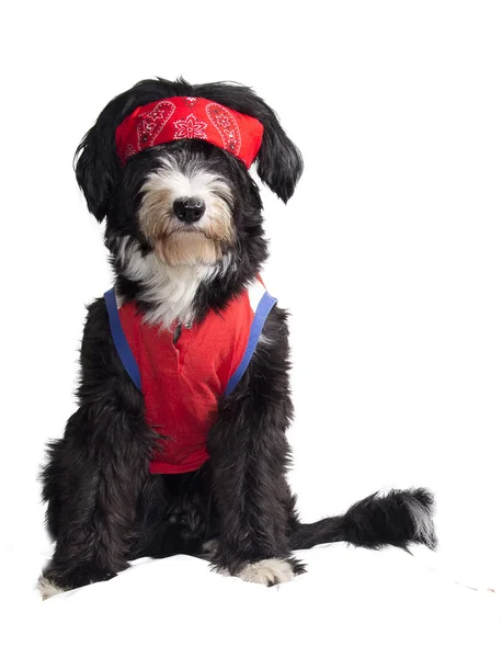 Fitness dog — Stock Photo, Image