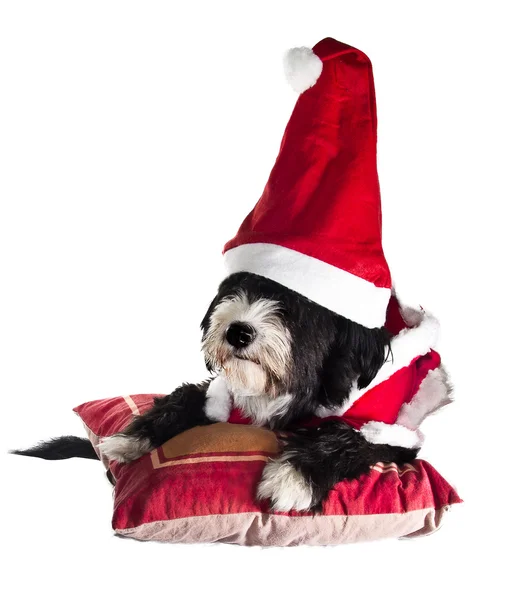 Weihnachtsmann-Hund — Stockfoto