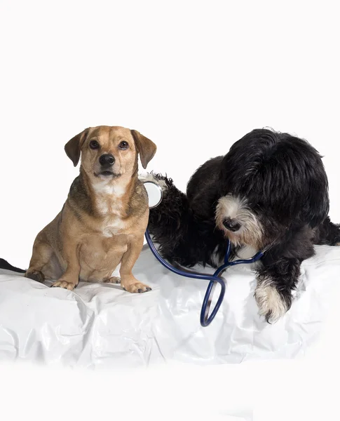 Een pup veterinaire — Stockfoto