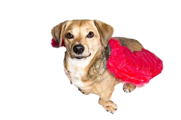 Dog angel — Stock Photo, Image