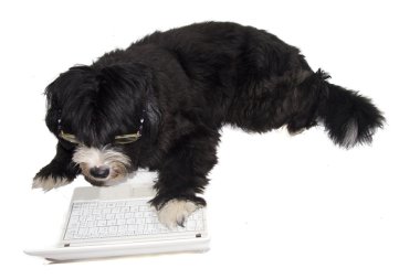 Internet köpek