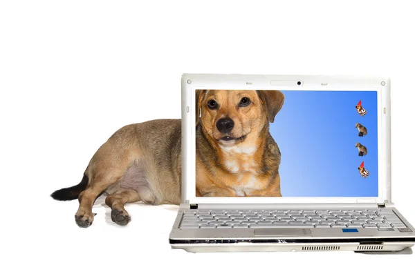 Интернет-собака — стоковое фото