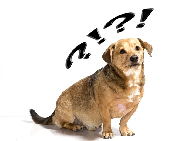 Dog puzzled — Stock Photo, Image