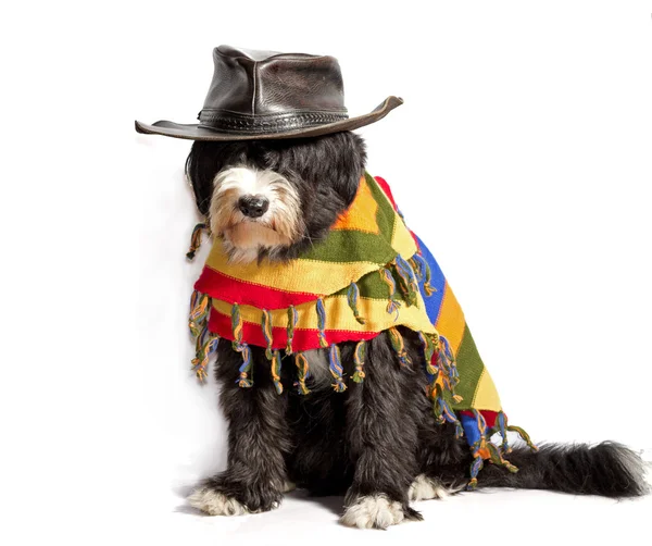 墨西哥的狗 免版税图库照片